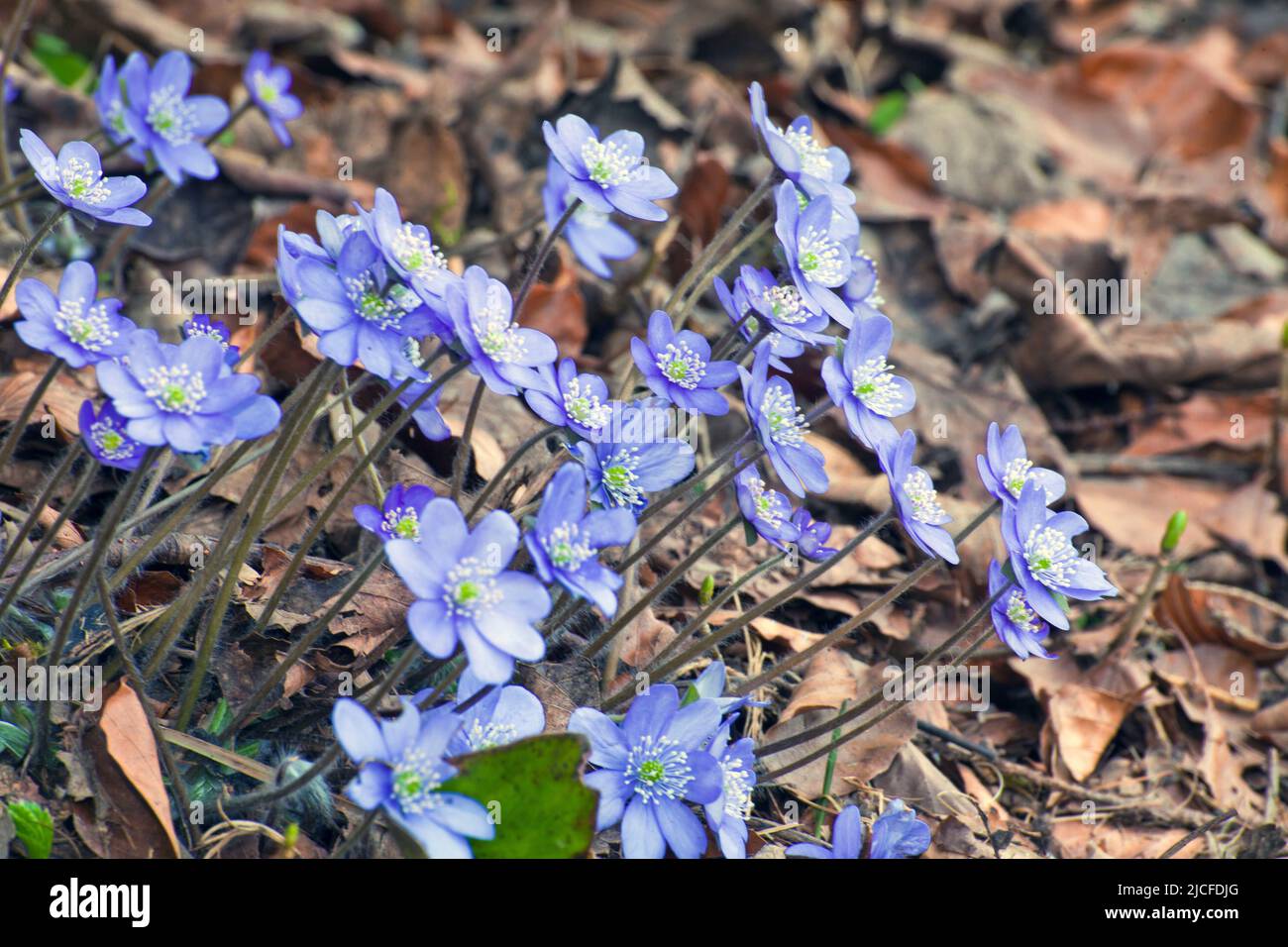 Luverwort, blu-viola primavera bloomer in foreste decidue Foto Stock