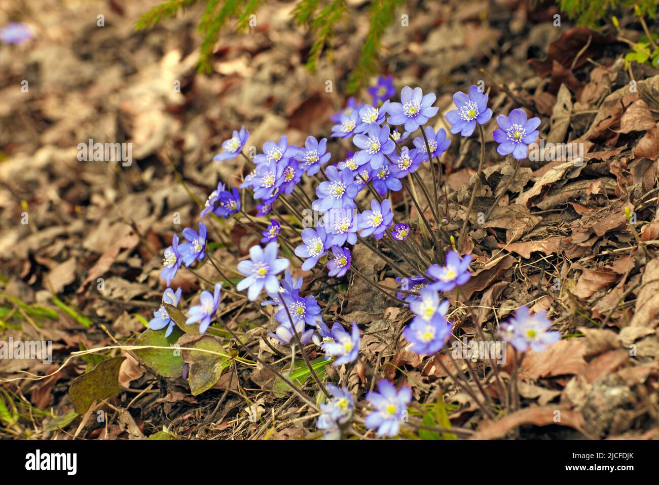 Luverwort, blu-viola primavera bloomer in foreste decidue Foto Stock