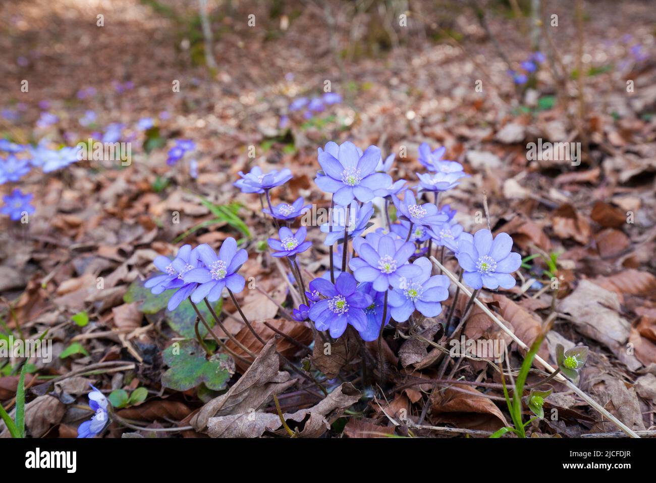 Luverwort, blu-viola primavera bloomer in foreste decidue Foto Stock