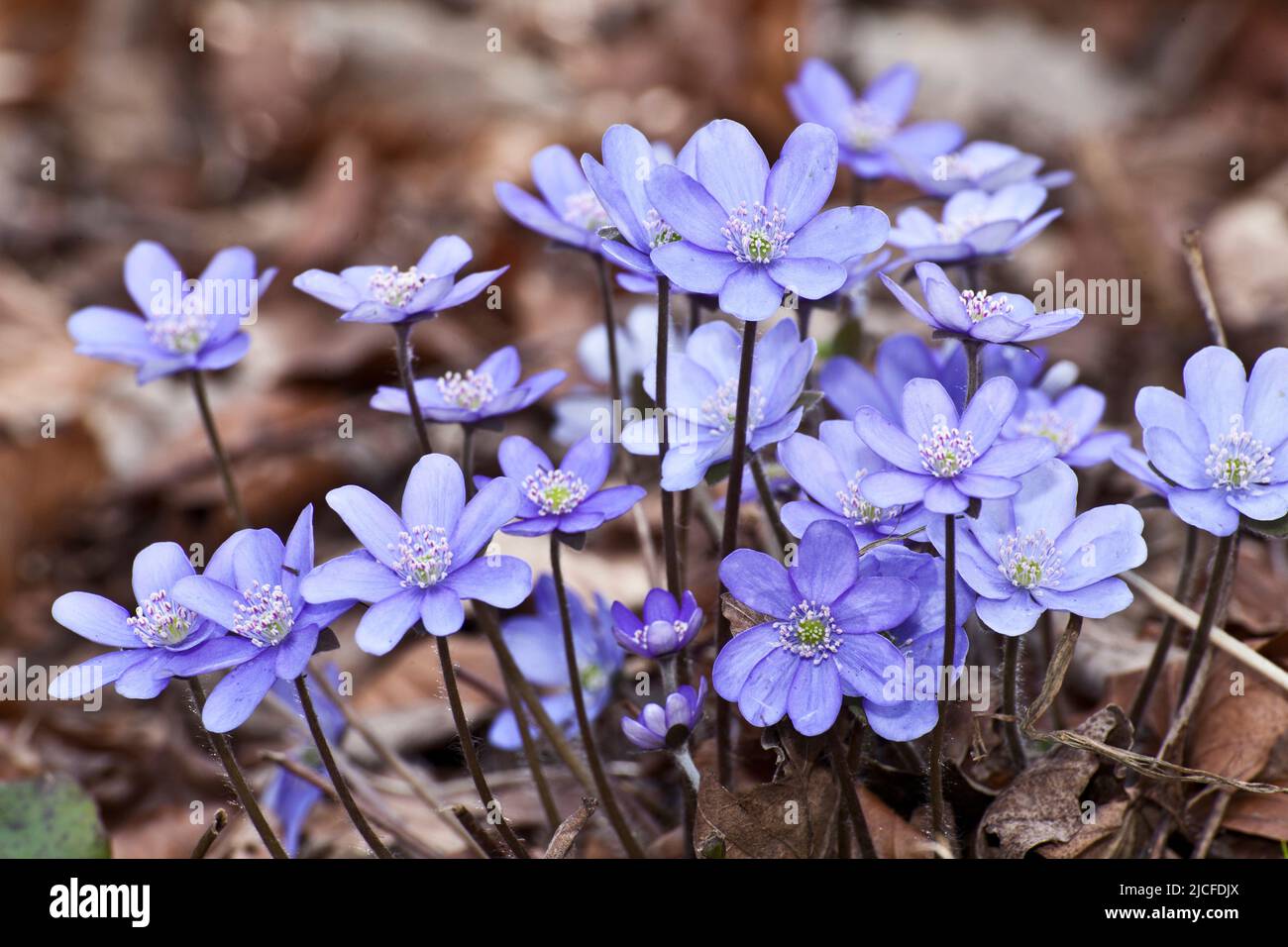 Luverwort, blu-viola primavera bloomer in foreste decidue Foto Stock