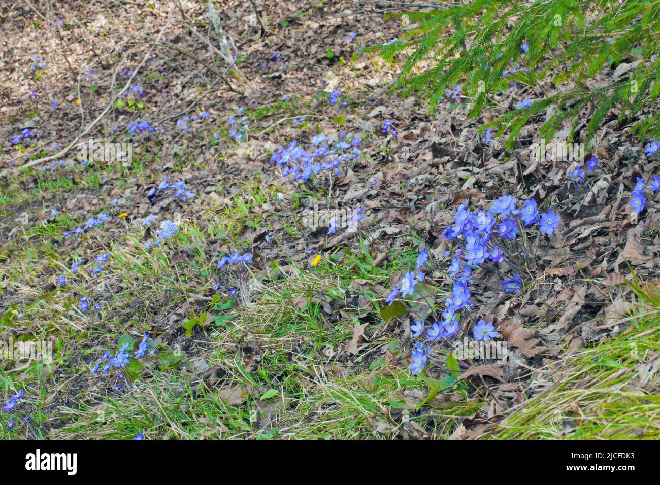 Luverwort, blu-viola primavera bloomer in foreste decidue Foto Stock