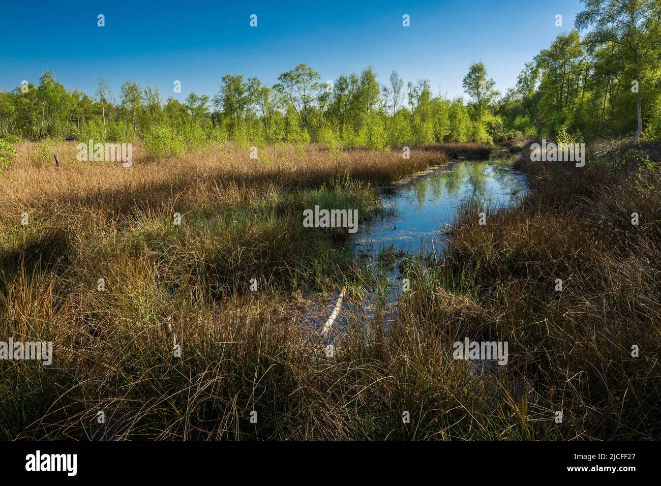 Germania, Senden (Westfalia), Muensterland, Westfalia, Renania settentrionale-Vestfalia, NRW, Senden-Venne, Venner Moor, riserva naturale, ex palude rialzata, paesaggio della palude Foto Stock