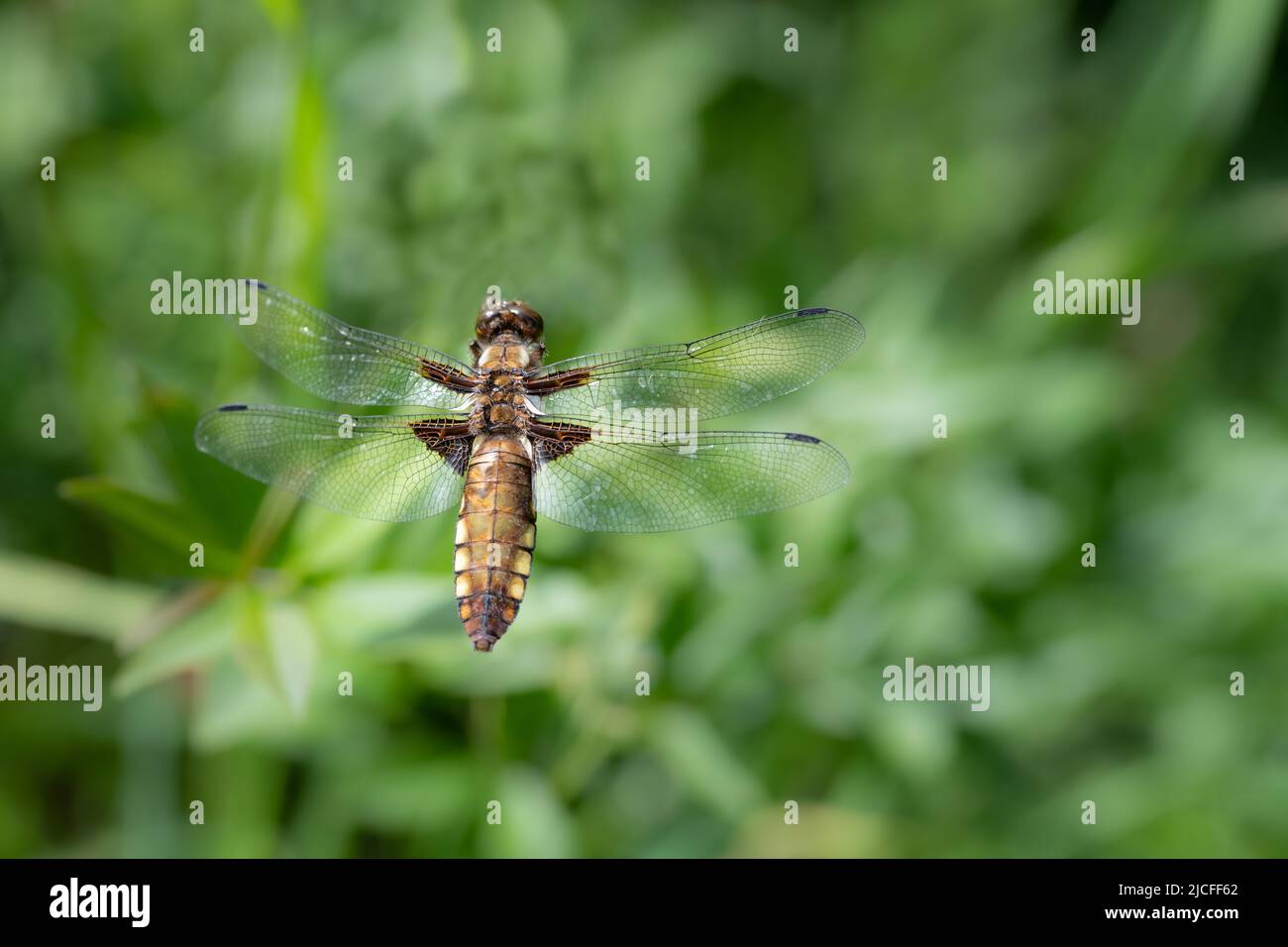 Primo piano di una libellula floziosa (Libellula depressia) che vola su un prato verde, in estate Foto Stock