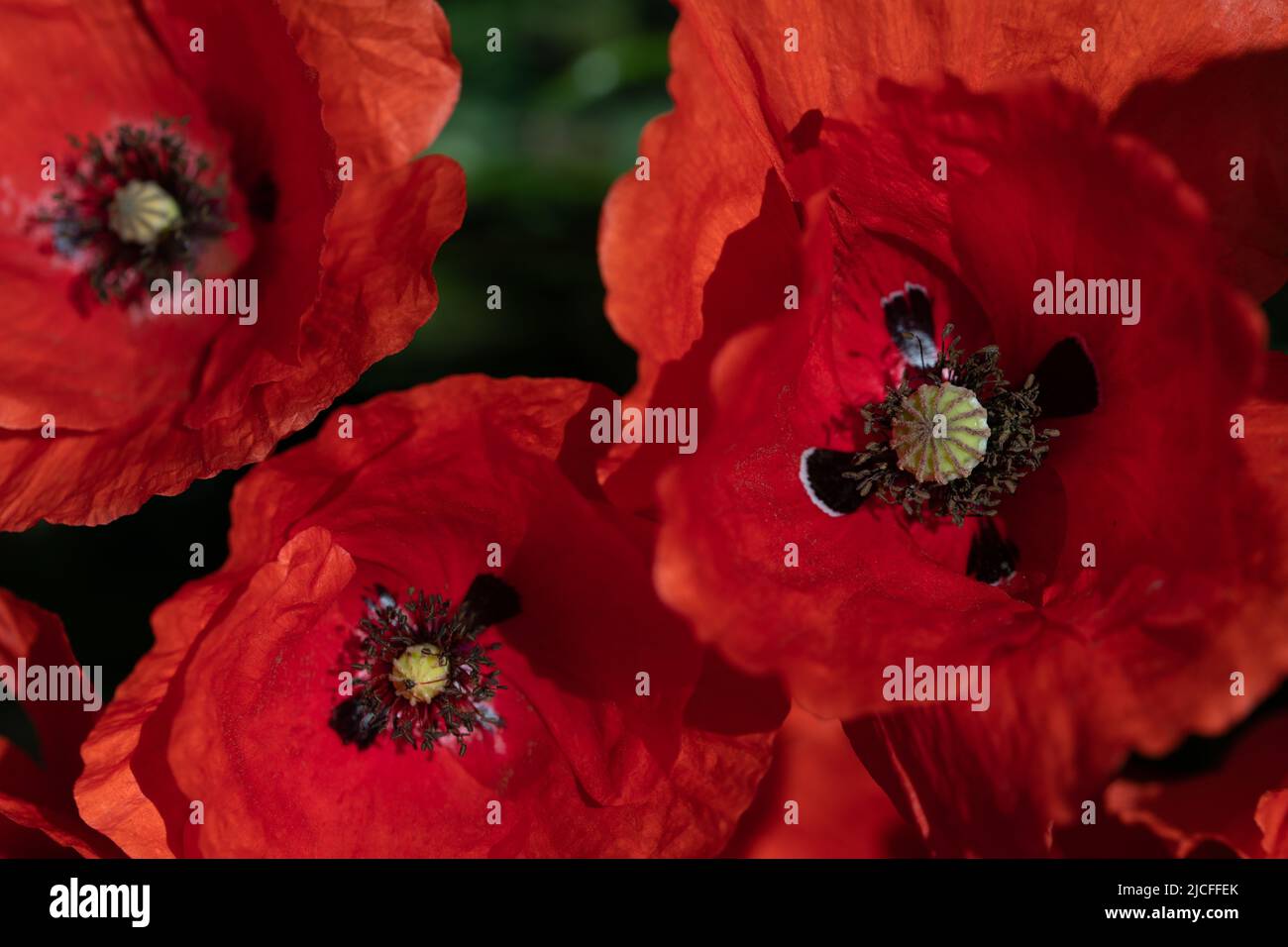 Tre fiori di papavero rosso brillante nel prato, fotografato dall'alto. Al centro i pistils con polline. Foto Stock