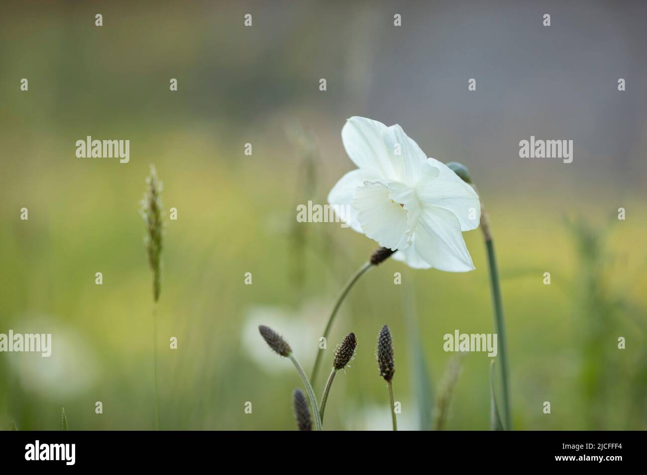 Narciso bianco Foto Stock
