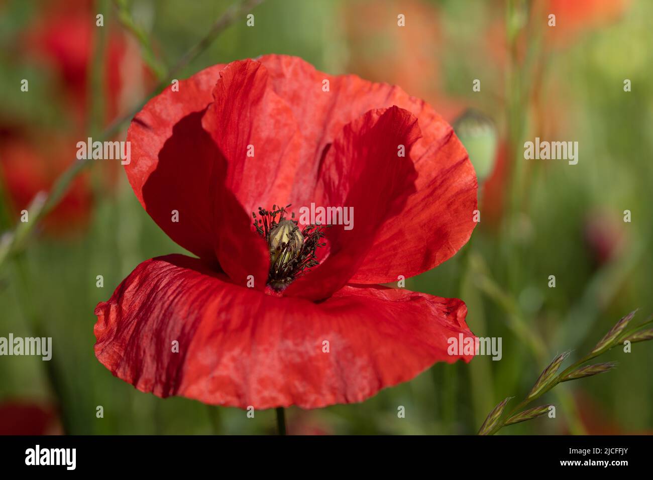 Primo piano di un luminoso fiore rosso papavero che brilla al sole in un prato. Foto Stock