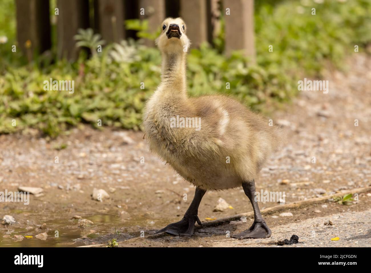 Imbragature con l'insolita parentage misto di Canada Goose e Greylag Goose al WWT Arundel Wetland Center, Arundel, West Sussex, Regno Unito, una riserva naturale Foto Stock