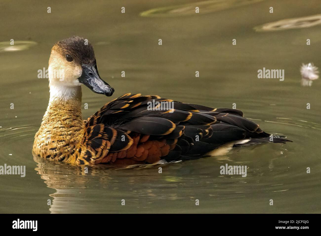 Fulvous whistling Duck al WWT Arundel Wetland Center, Arundel, West Sussex, Regno Unito, una riserva naturale gestita dal Wildfowl and Wetlands Trust. 10th giugno Foto Stock