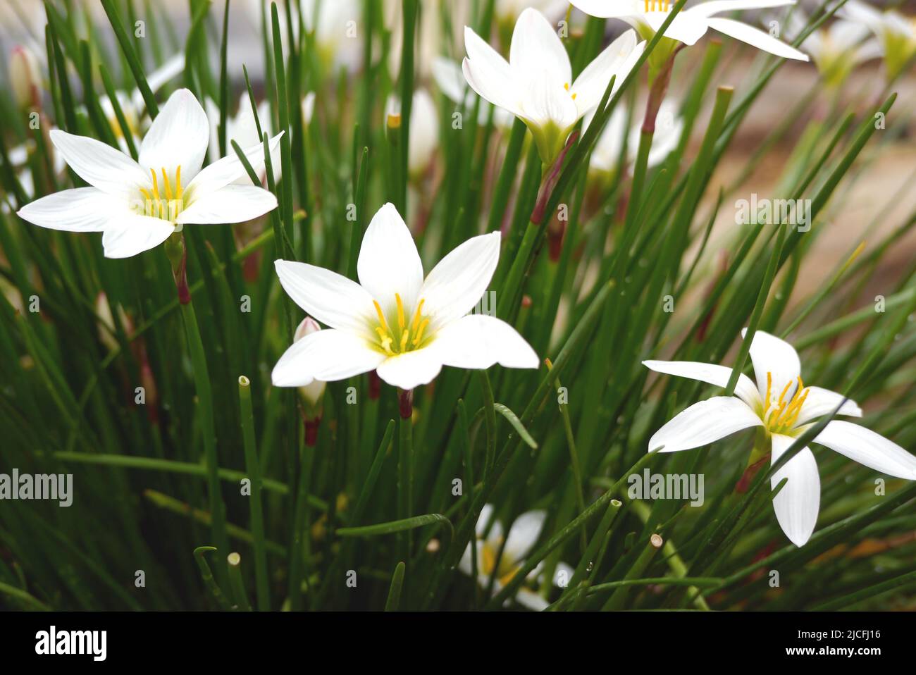 Tre Zephyranthes bianchi Candida (giglio di pioggia bianco o giglio di palude peruviano) Fiori a RHS Garden Harlow Carr, Harrogate, Yorkshire, Inghilterra, Regno Unito. Foto Stock