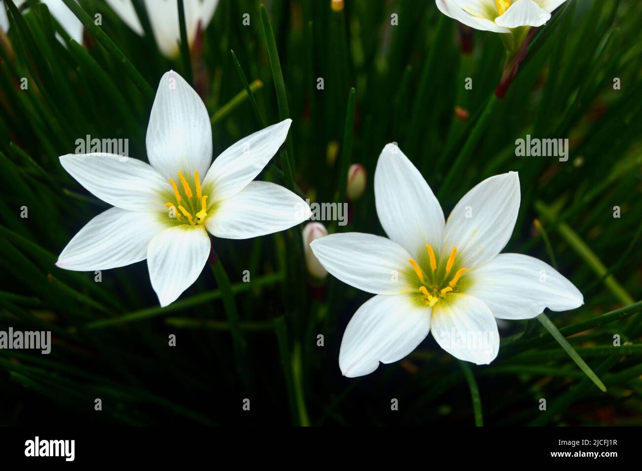 Due White Zephyranthes Candida (White Rain Lily o Peruvian Swamp Lily) Fiori al RHS Garden Harlow Carr, Harrogate, Yorkshire, Inghilterra, Regno Unito. Foto Stock