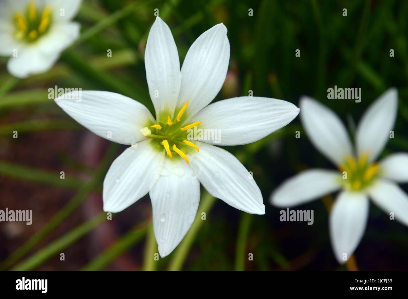 Single White Zephyranthes Candida (White Rain Lily o Peruvian Swamp Lily) Flower a RHS Garden Harlow Carr, Harrogate, Yorkshire, Inghilterra, Regno Unito. Foto Stock