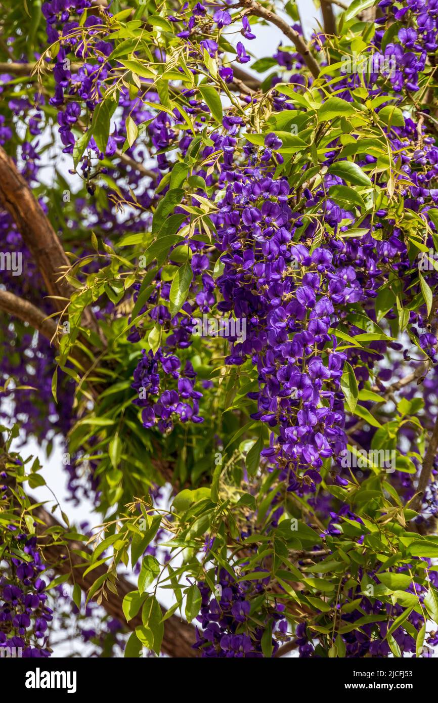 Viola fiorito Wisteria Sinensis. La glicine cinese blu è una specie di piante fiorite della famiglia dei piselli e delle Fabaceae. Israele Foto Stock