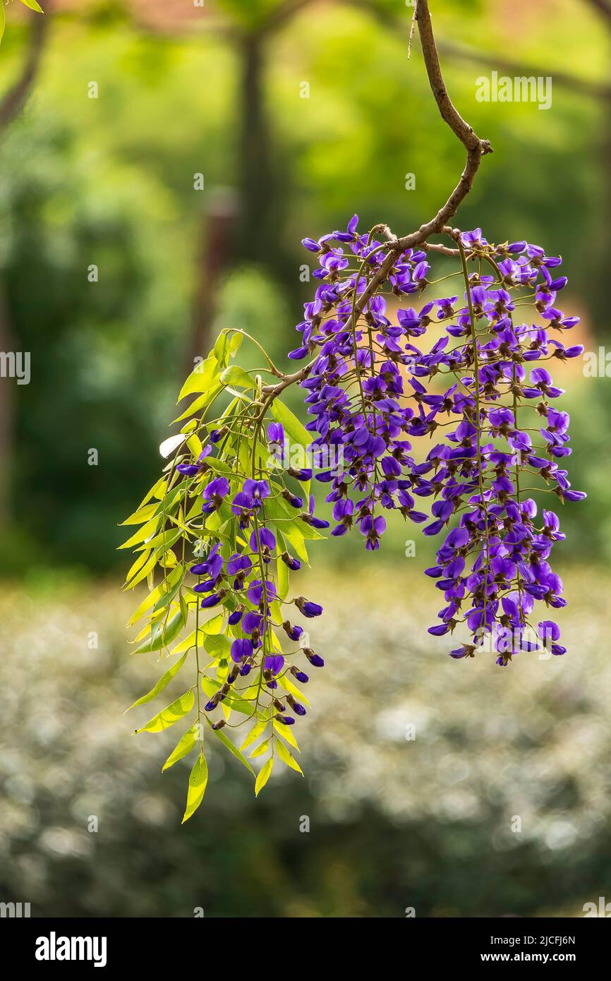 Viola fiorito Wisteria Sinensis. La glicine cinese blu è una specie di piante fiorite della famiglia dei piselli e delle Fabaceae. Israele Foto Stock
