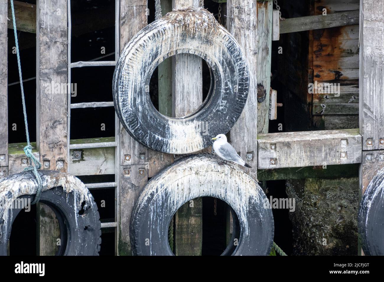 Norvegia, Troms og Finnmark, gabbiani nel porto di Vardø. Foto Stock