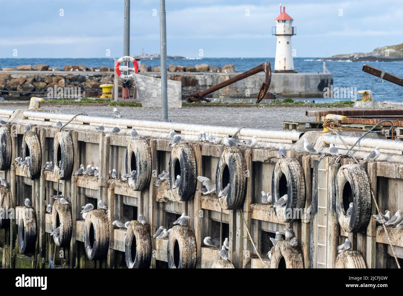 Norvegia, Troms og Finnmark, gabbiani nel porto di Vardø. Foto Stock