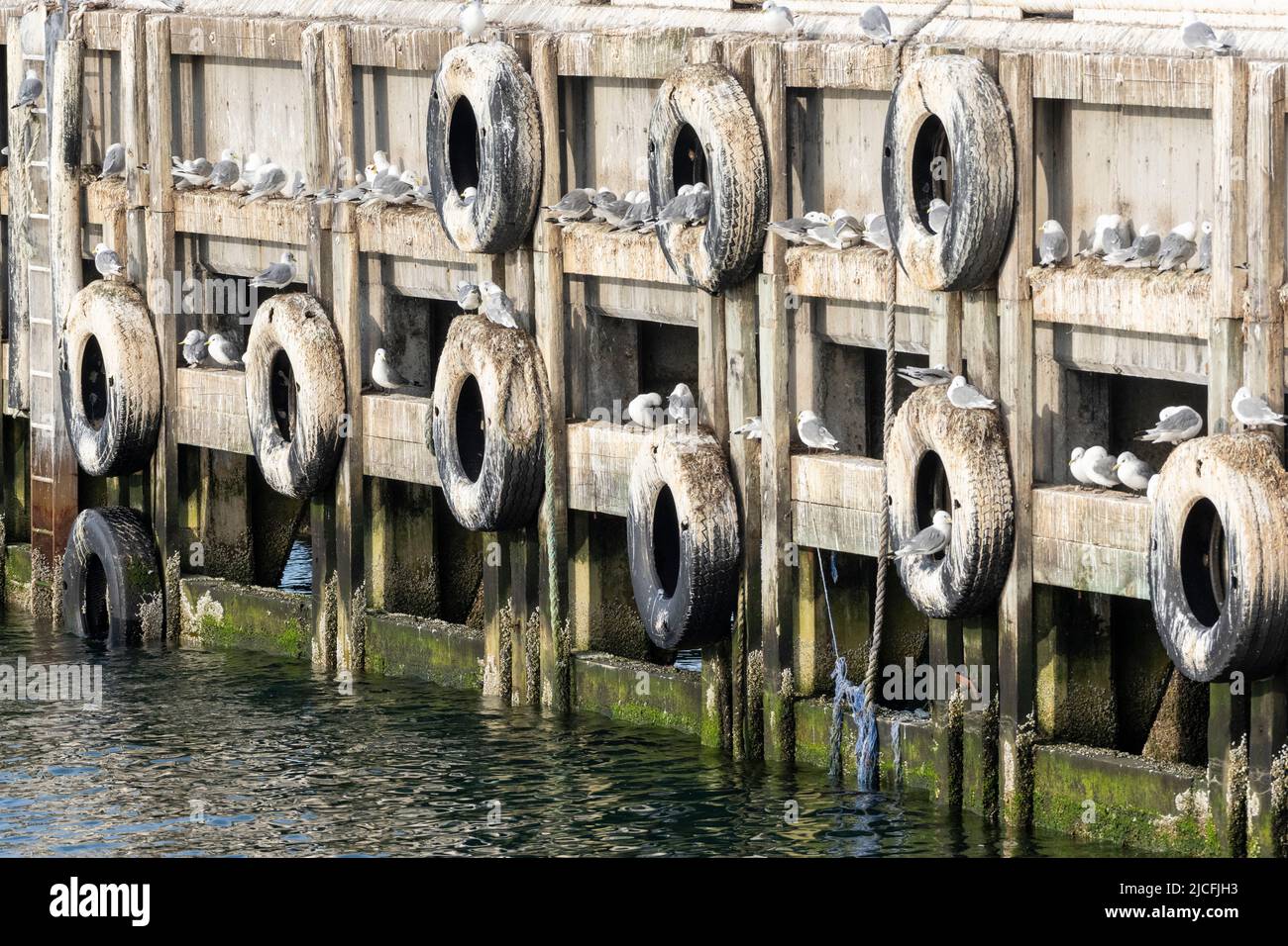 Norvegia, Troms og Finnmark, gabbiani nel porto di Vardø. Foto Stock