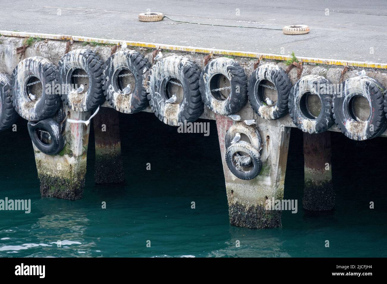 Norvegia, Troms og Finnmark, Vardø, gabbiani nel porto. Foto Stock