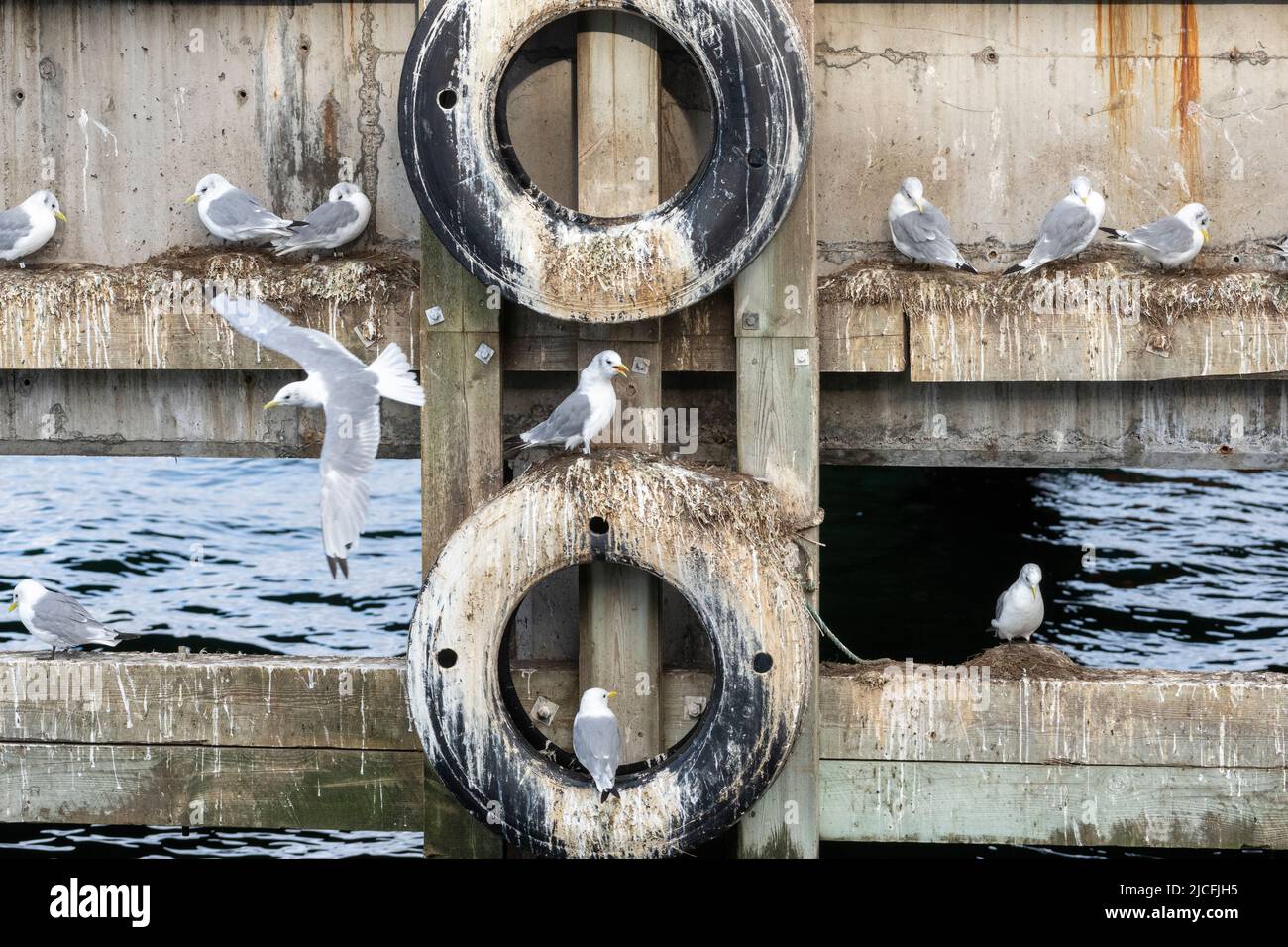 Norvegia, Troms og Finnmark, gabbiani nel porto di Vardø. Foto Stock