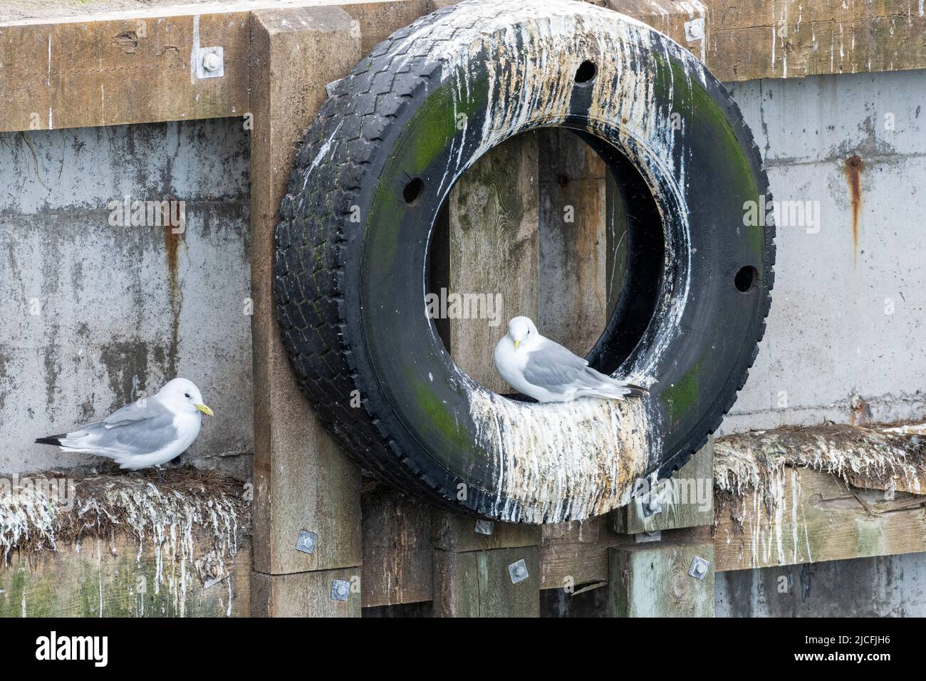 Norvegia, Troms og Finnmark, gabbiani nel porto di Vardø. Foto Stock
