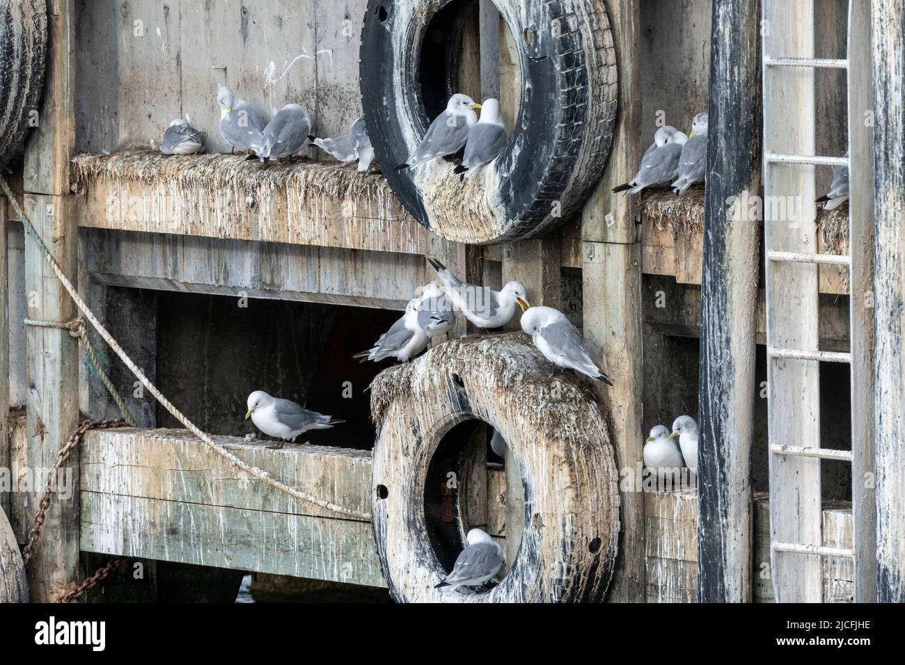 Norvegia, Troms og Finnmark, gabbiani nel porto di Vardø. Foto Stock