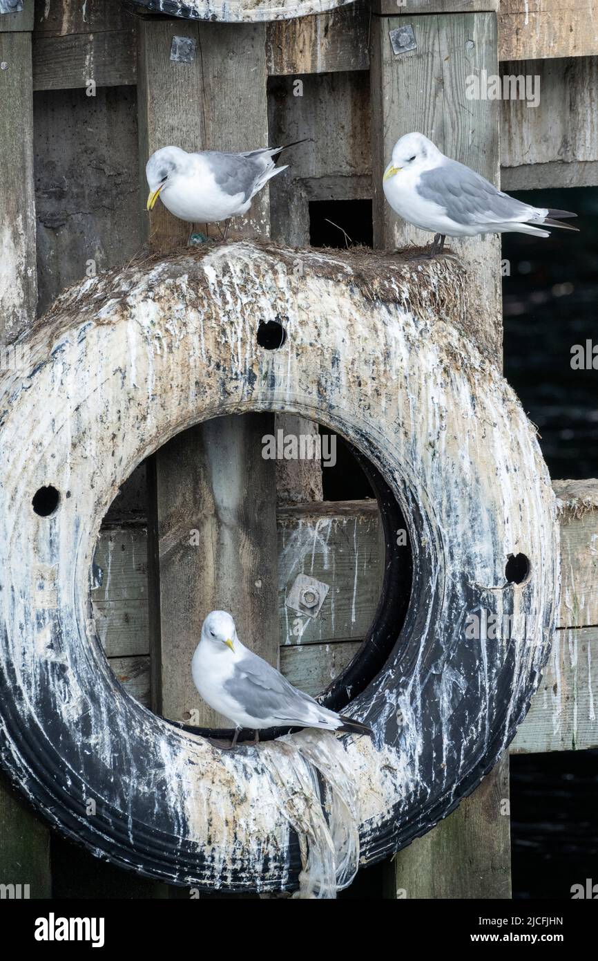 Norvegia, Troms og Finnmark, gabbiani nel porto di Vardø. Foto Stock