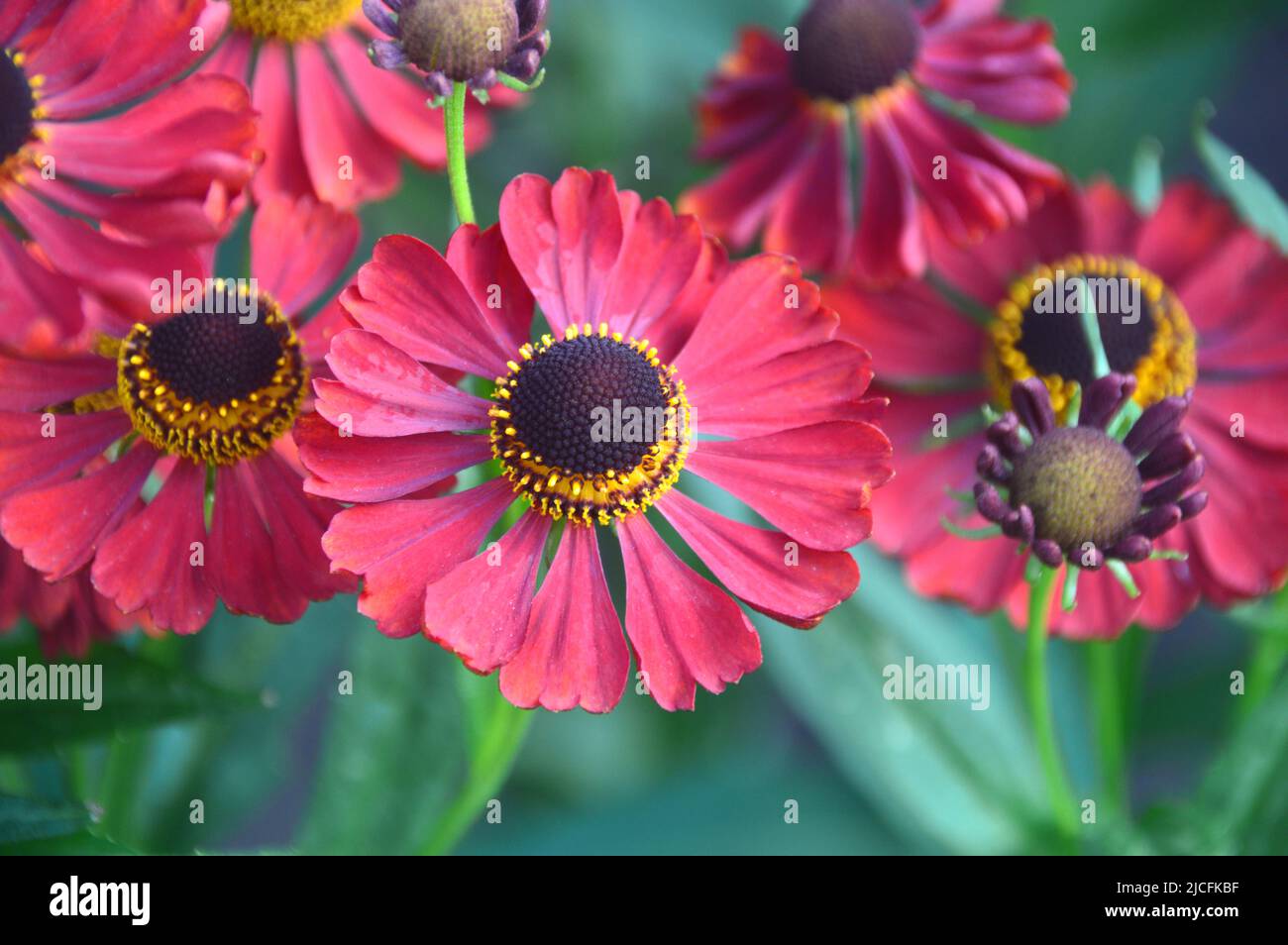 Dark Orange/Red Helenium 'Moerheim Beauty' (Sneezeweed) Fiori coltivati a RHS Garden Harlow Carr, Harrogate, Yorkshire, Inghilterra, Regno Unito. Foto Stock