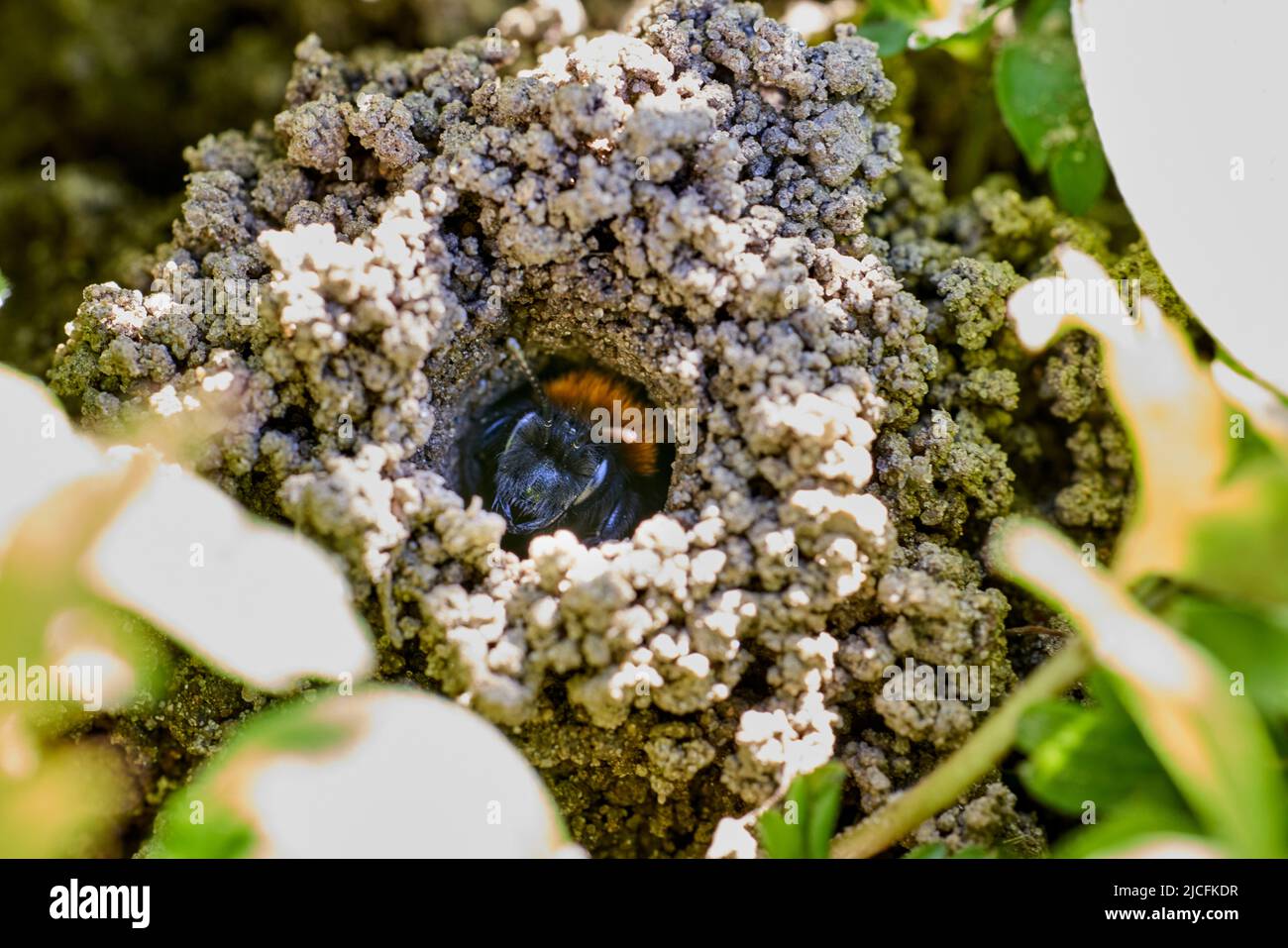 Ape burrowing tawny, Andrena fulva Foto Stock