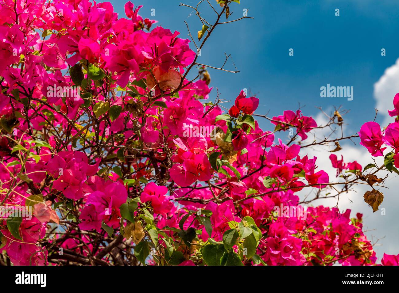 Bougainvillea, Bang Pa-in, Royal Family Summer Palace, Chao Phraya River, Phra Nakhon si Ayutthaya Provincia, Thailandia Foto Stock