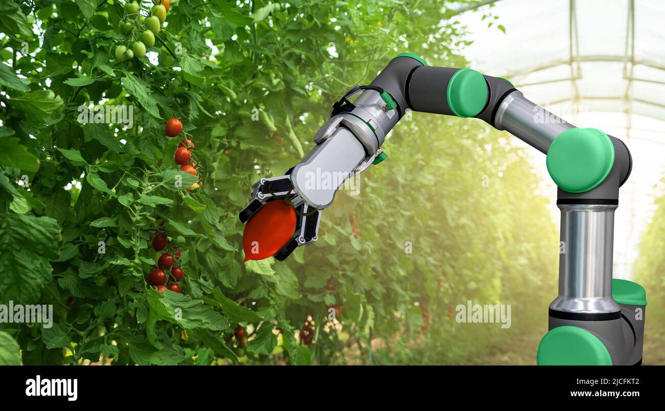 Robot lavora in serra con pomodori. Agricoltura intelligente e agricoltura digitale 4.0 Foto Stock