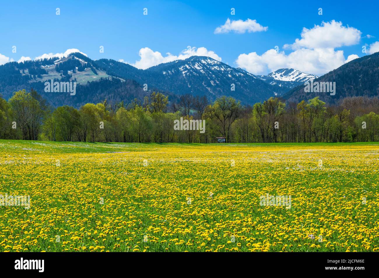 Primavera nelle Alpi Allgäu. Prati e boschi fioriti in una giornata di sole. Sullo sfondo Steineberg e Stuiben. Baviera, Germania, Europa Foto Stock
