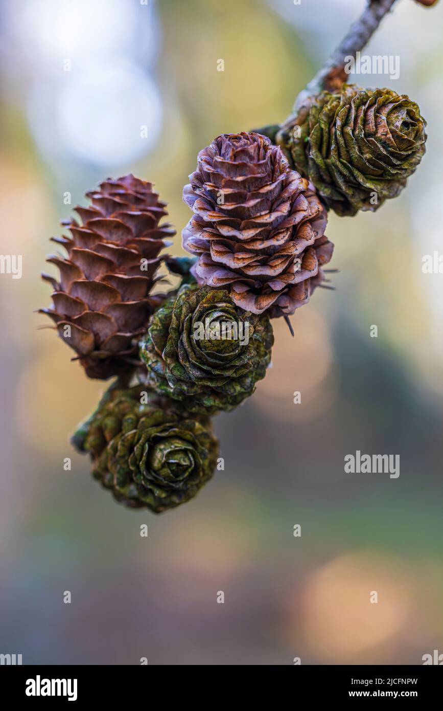 Cono di larice, natura in dettaglio Foto Stock