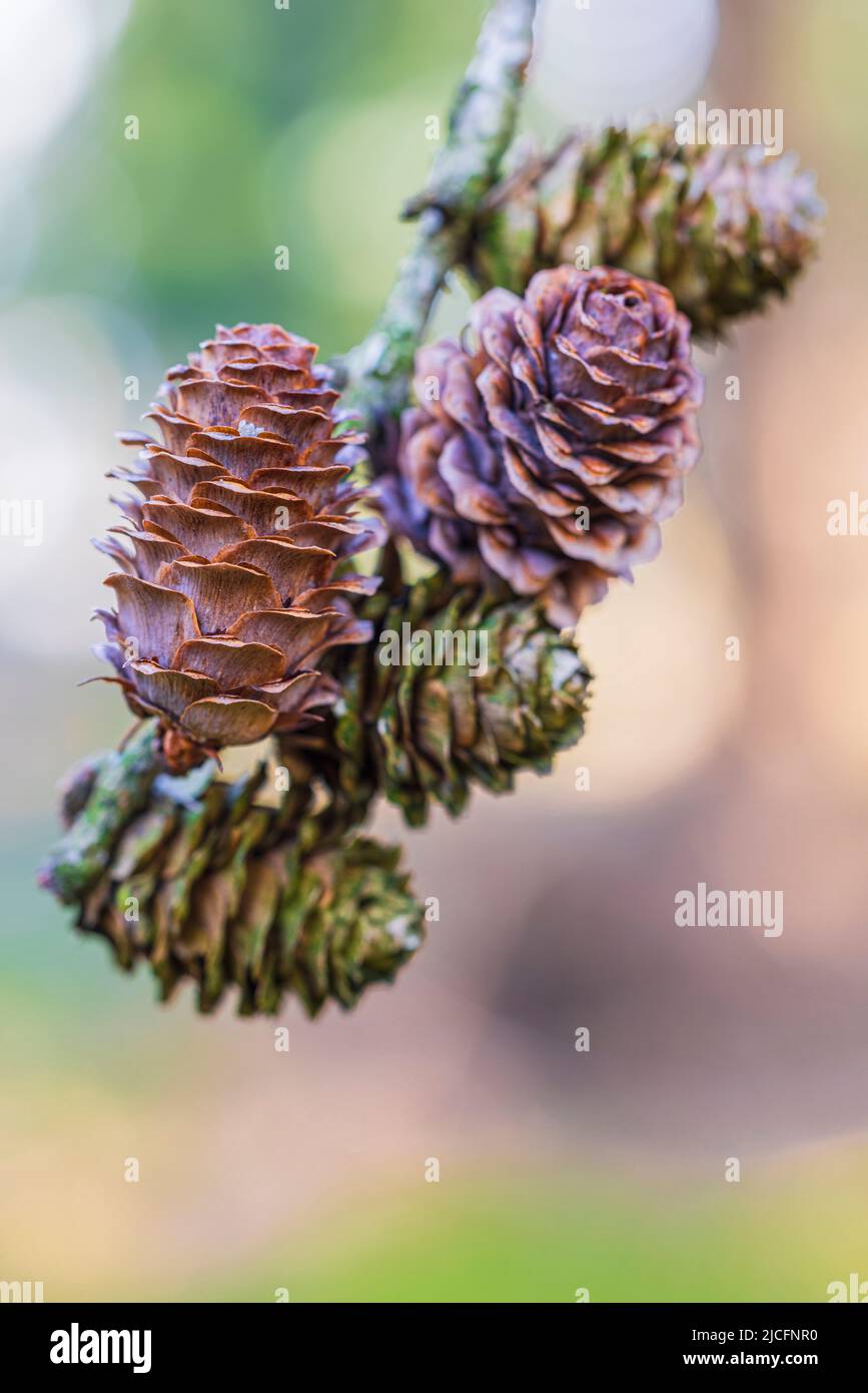 Cono di larice, natura in dettaglio Foto Stock