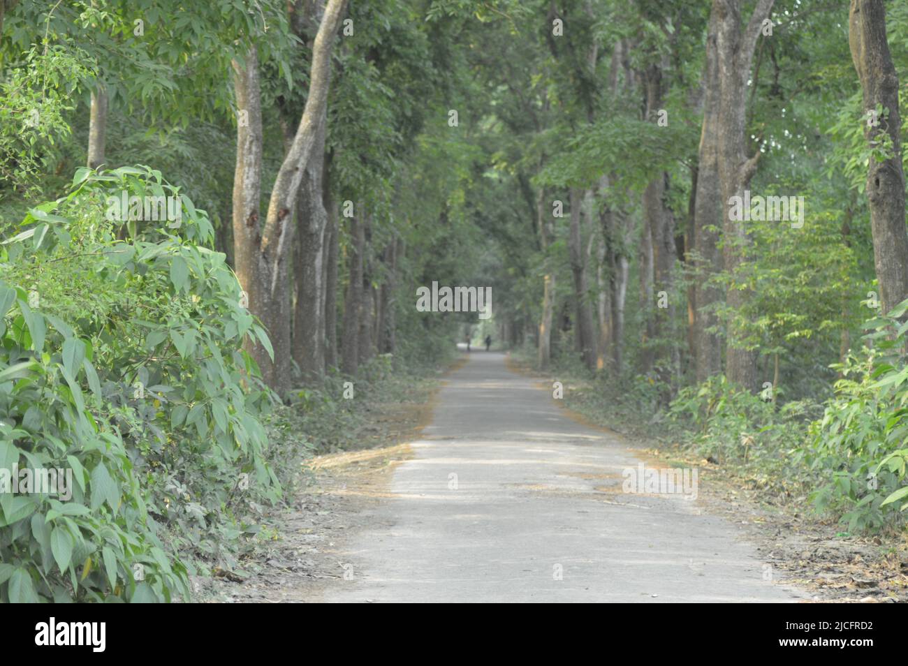 Bella strada e Roadside Tree Foto Stock