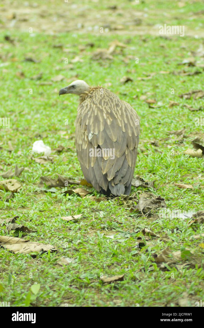 Il avvoltoio/il Vulture affamato/solo Vulture Foto Stock