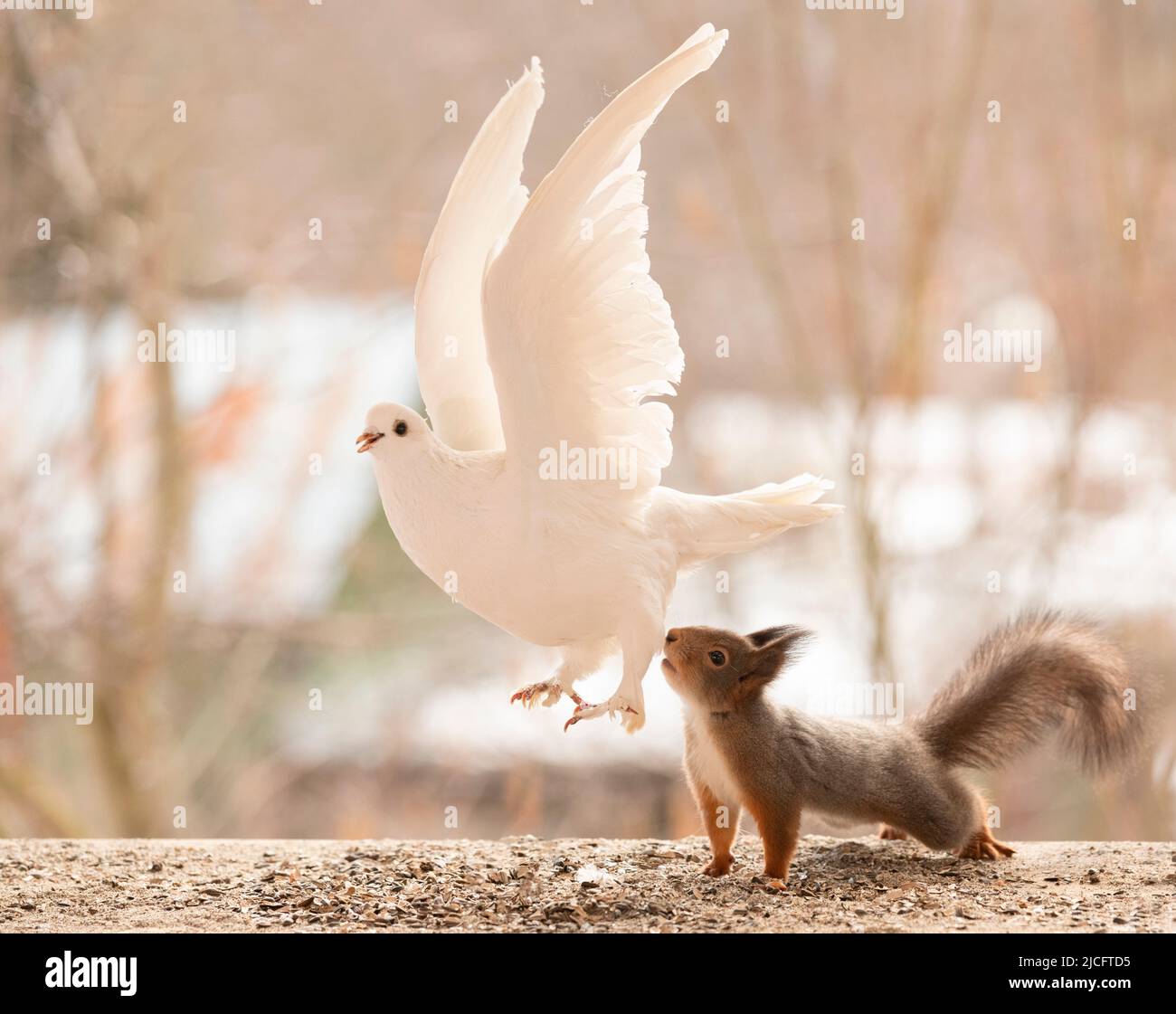 scoiattolo rosso che guarda una colomba volante Foto Stock