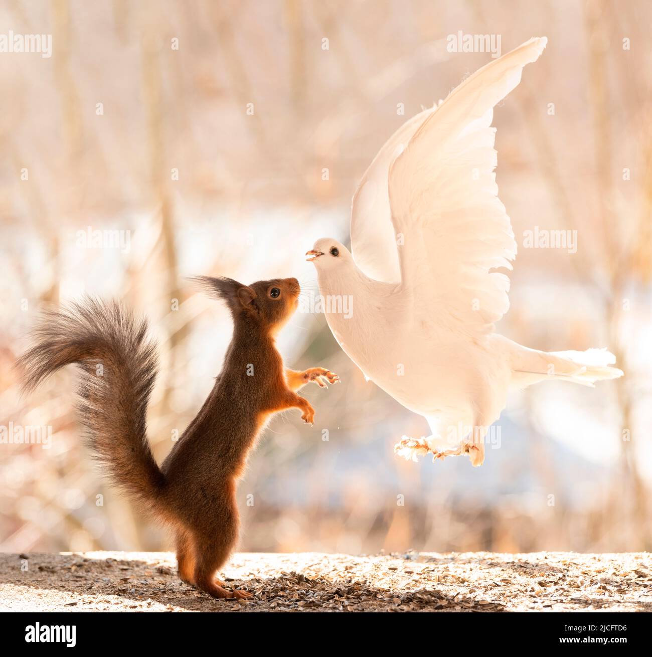 scoiattolo rosso che guarda una colomba volante Foto Stock