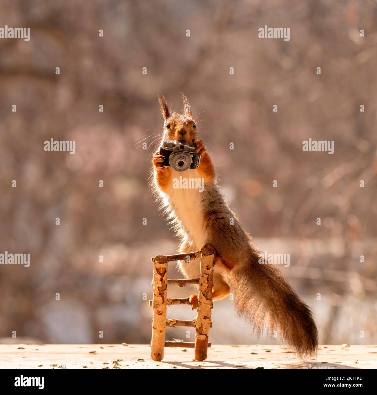 scoiattolo rosso tenere una telecamera Foto Stock