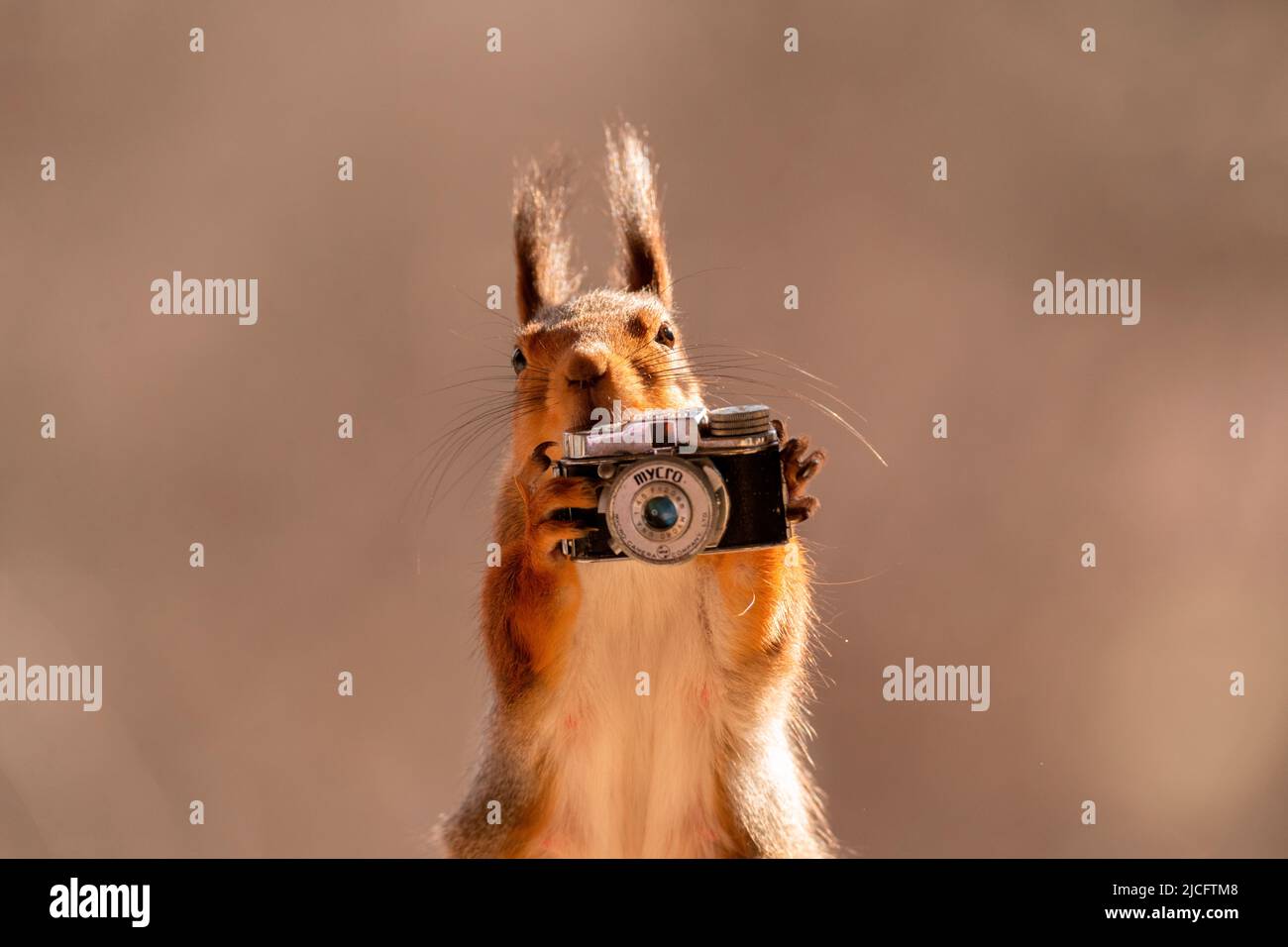 scoiattolo rosso tenere una telecamera Foto Stock