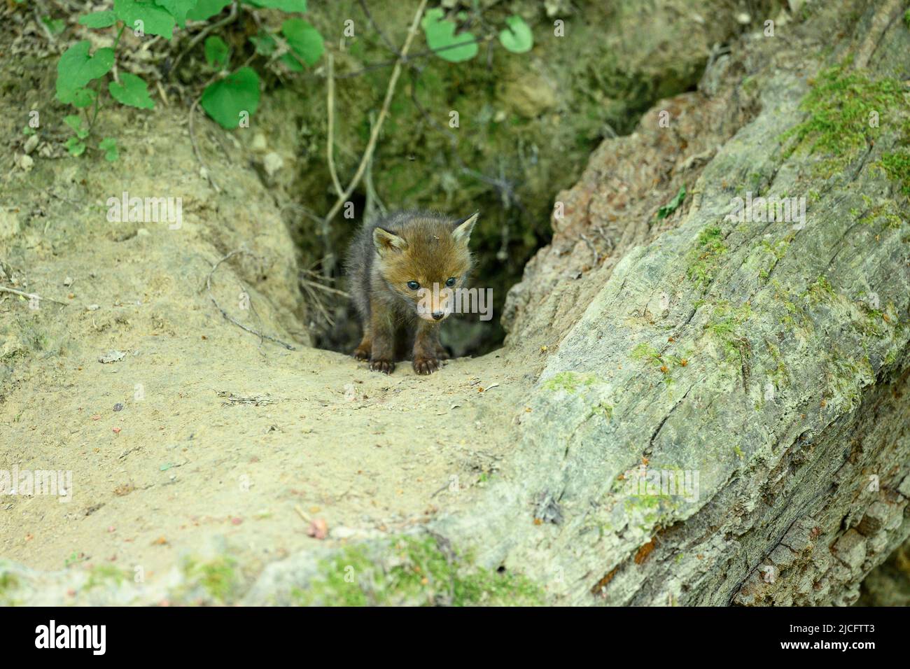 Germania, volpe rossa (Vulpes vulpes), volpe cuccioli alla loro volpe den. Foto Stock