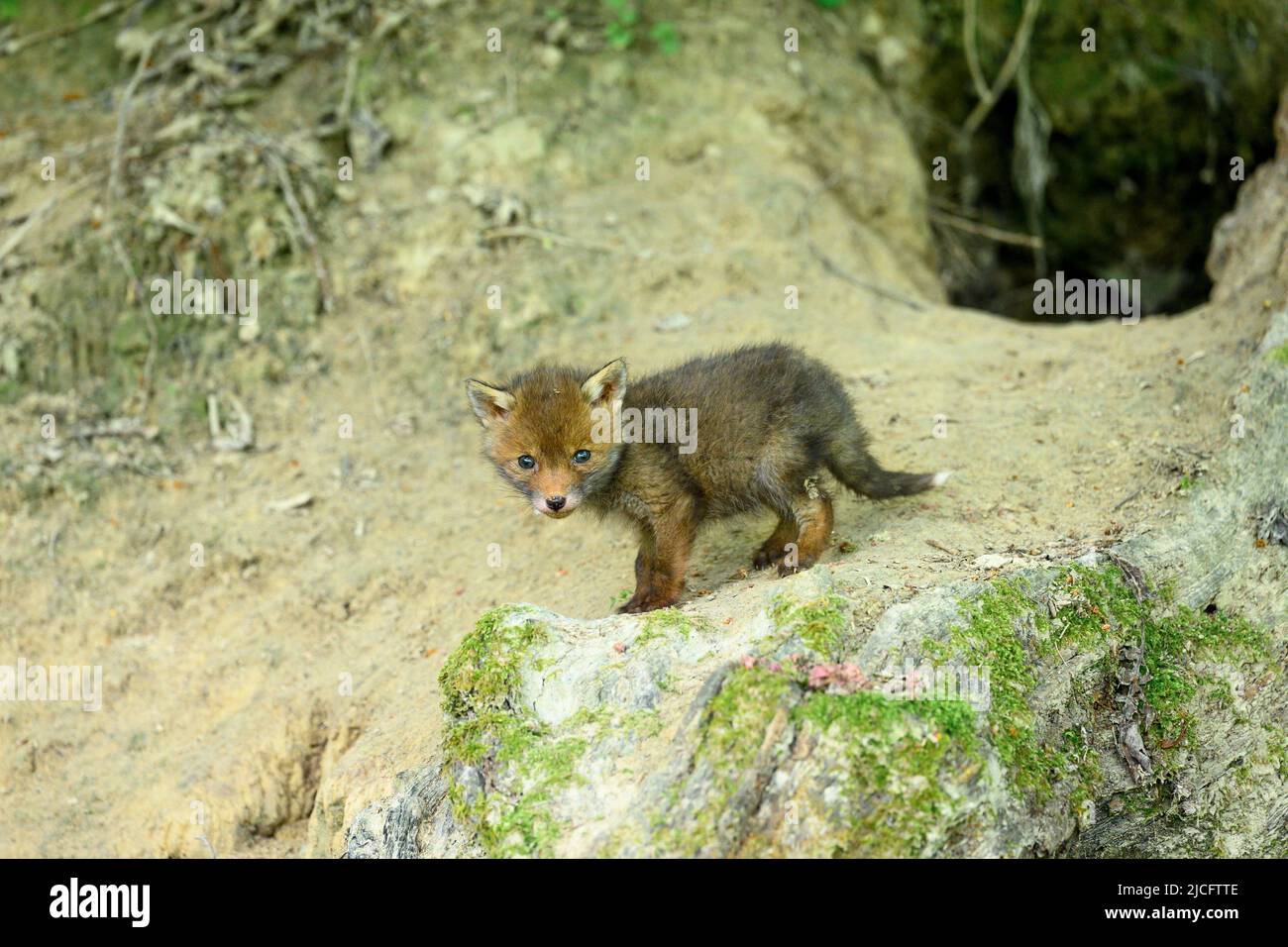 Germania, volpe rossa (Vulpes vulpes), volpe cuccioli alla loro volpe den. Foto Stock