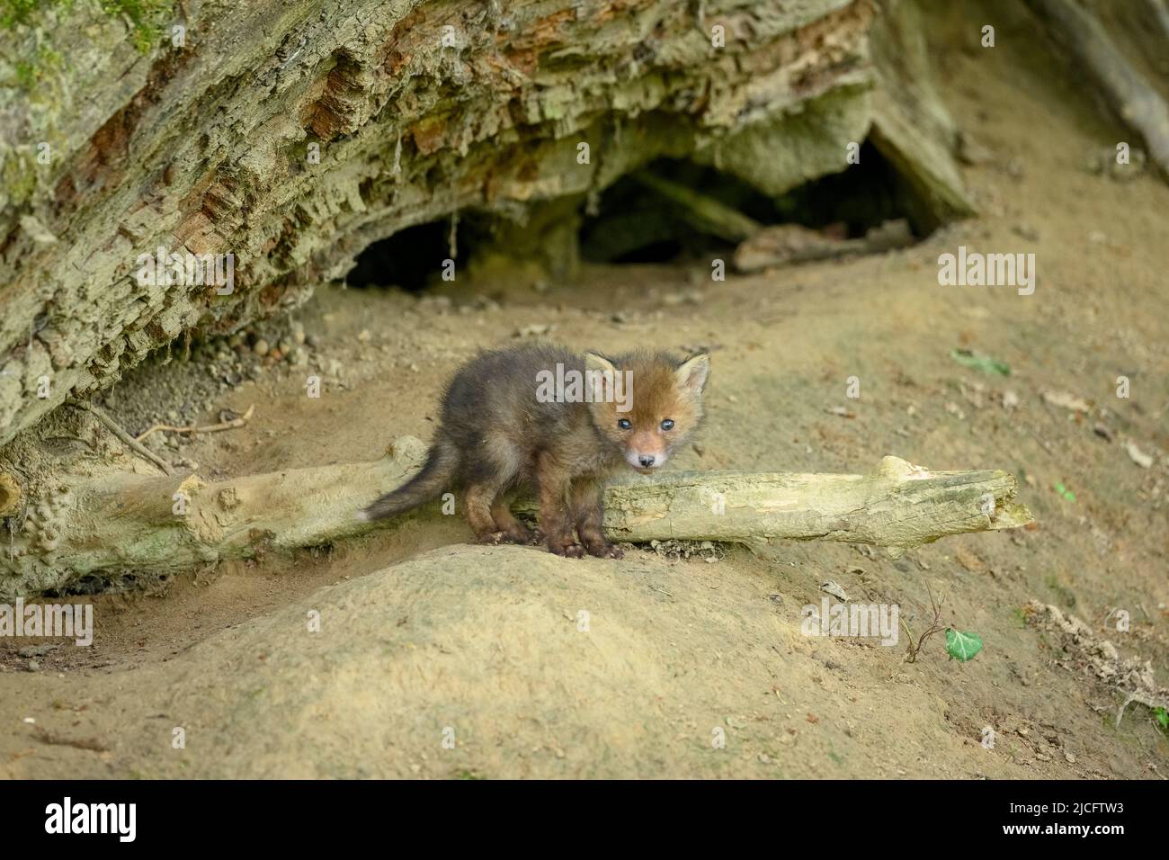 Germania, volpe rossa (Vulpes vulpes), volpe cuccioli alla loro volpe den. Foto Stock