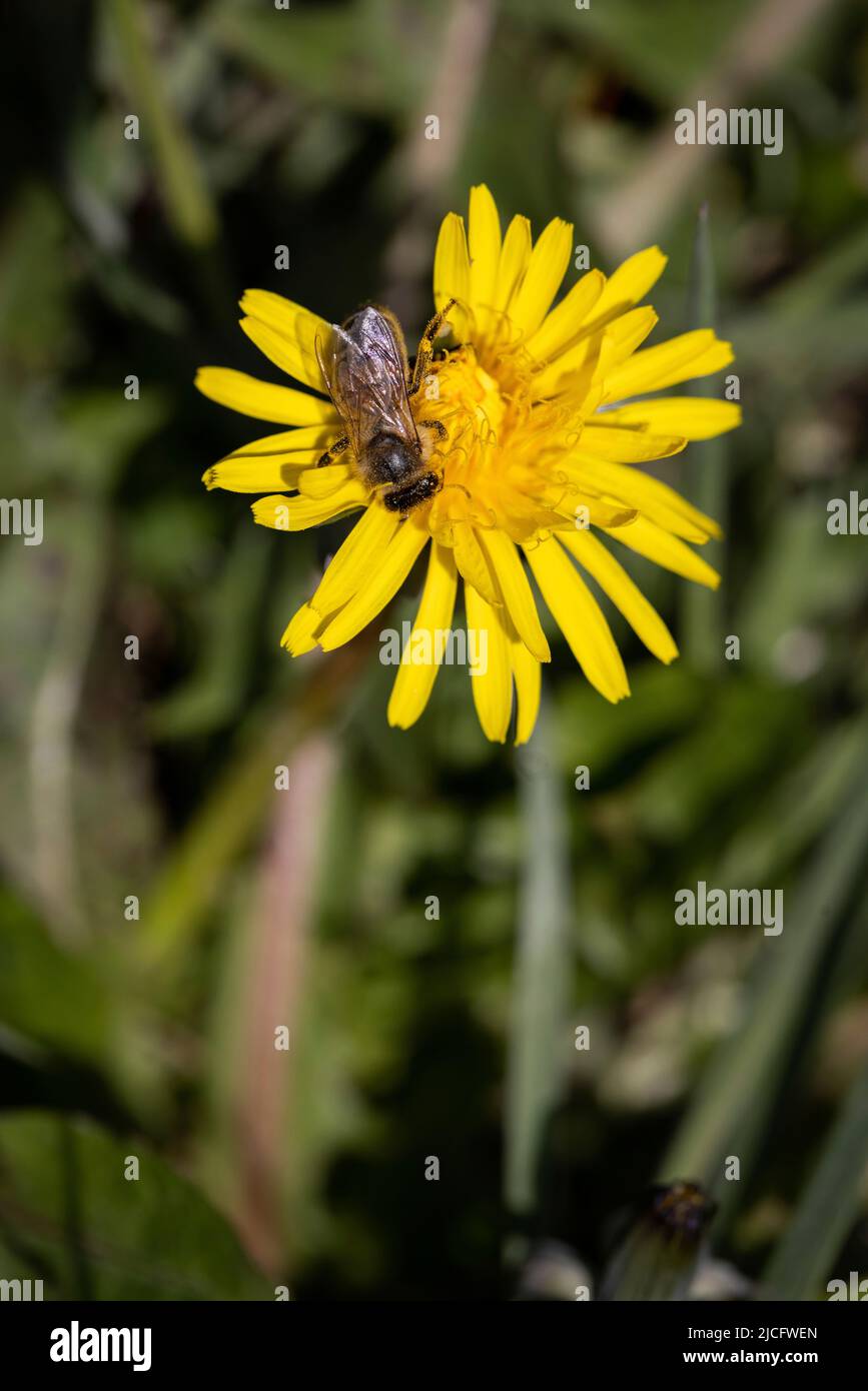 Ape che alimenta su un fiore di dente di leone Foto Stock