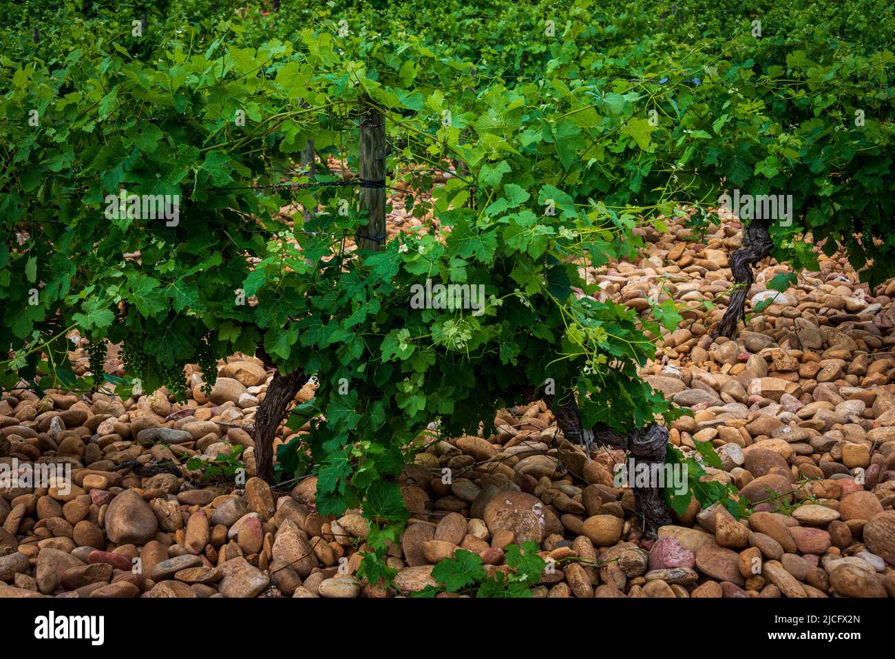 Paesaggio intimo di vigneti a chateauneuf du Pape con pietre di ciottoli o galet, provenza, Francia. Foto Stock