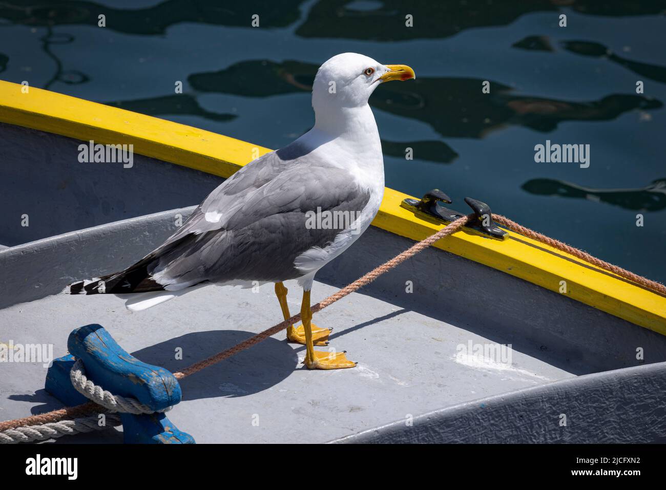 Gabbiano di aringa in tradizionale barca catalana da pesca. Port-Vendres, Occitania, Francia. Foto Stock