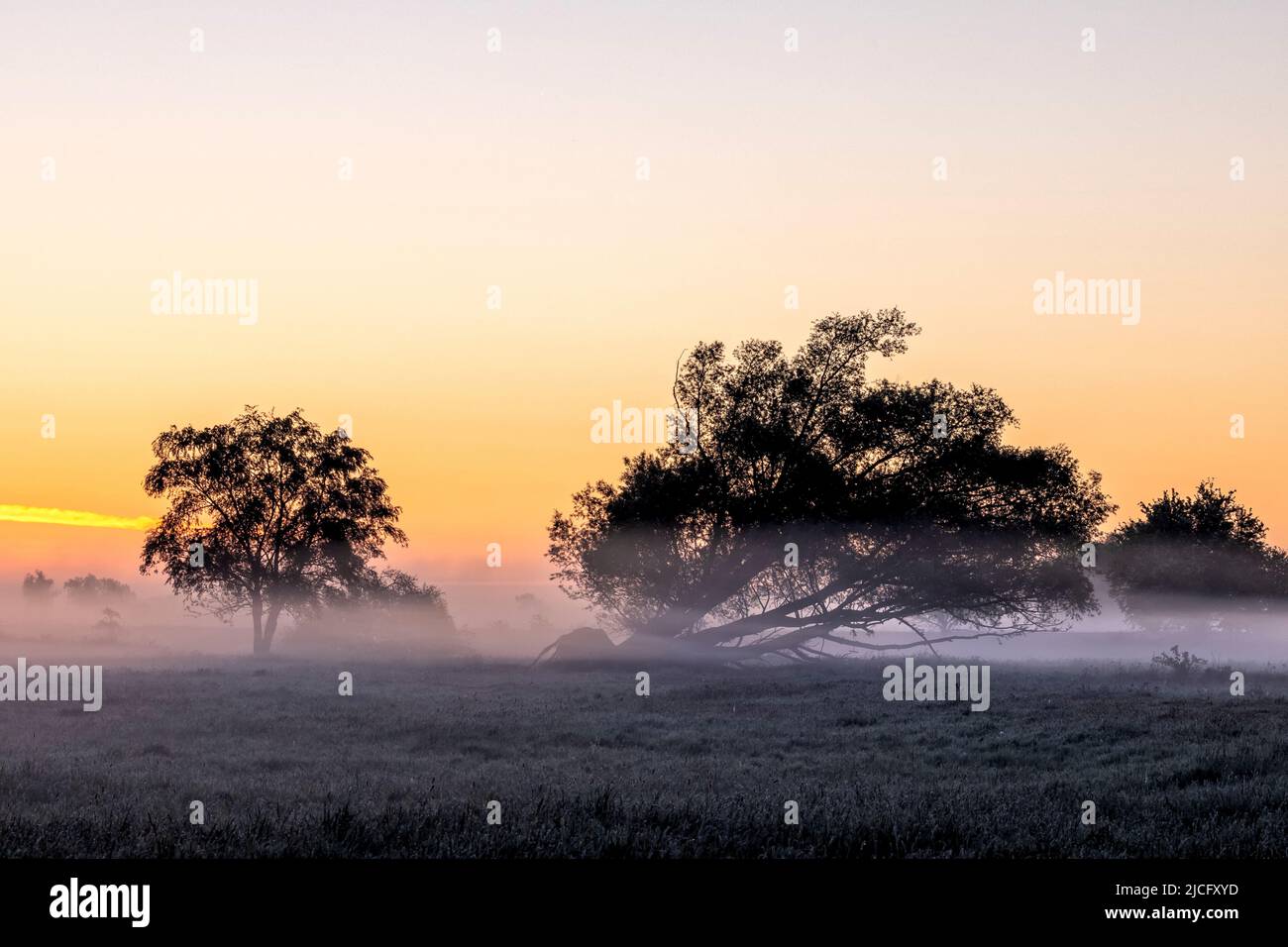 Il pittoresco paesaggio della regione dell'Elba all'alba e la nebbia di terra prima di Bleckede Foto Stock