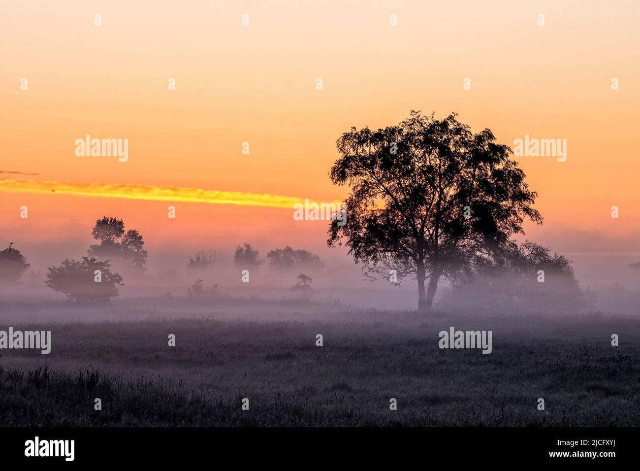 Il pittoresco paesaggio della regione dell'Elba all'alba e la nebbia di terra prima di Bleckede Foto Stock