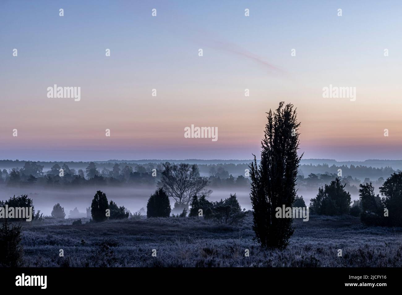 Mattina presto nella nebbia a Lüneburg Heath con ampia vista del paesaggio Foto Stock