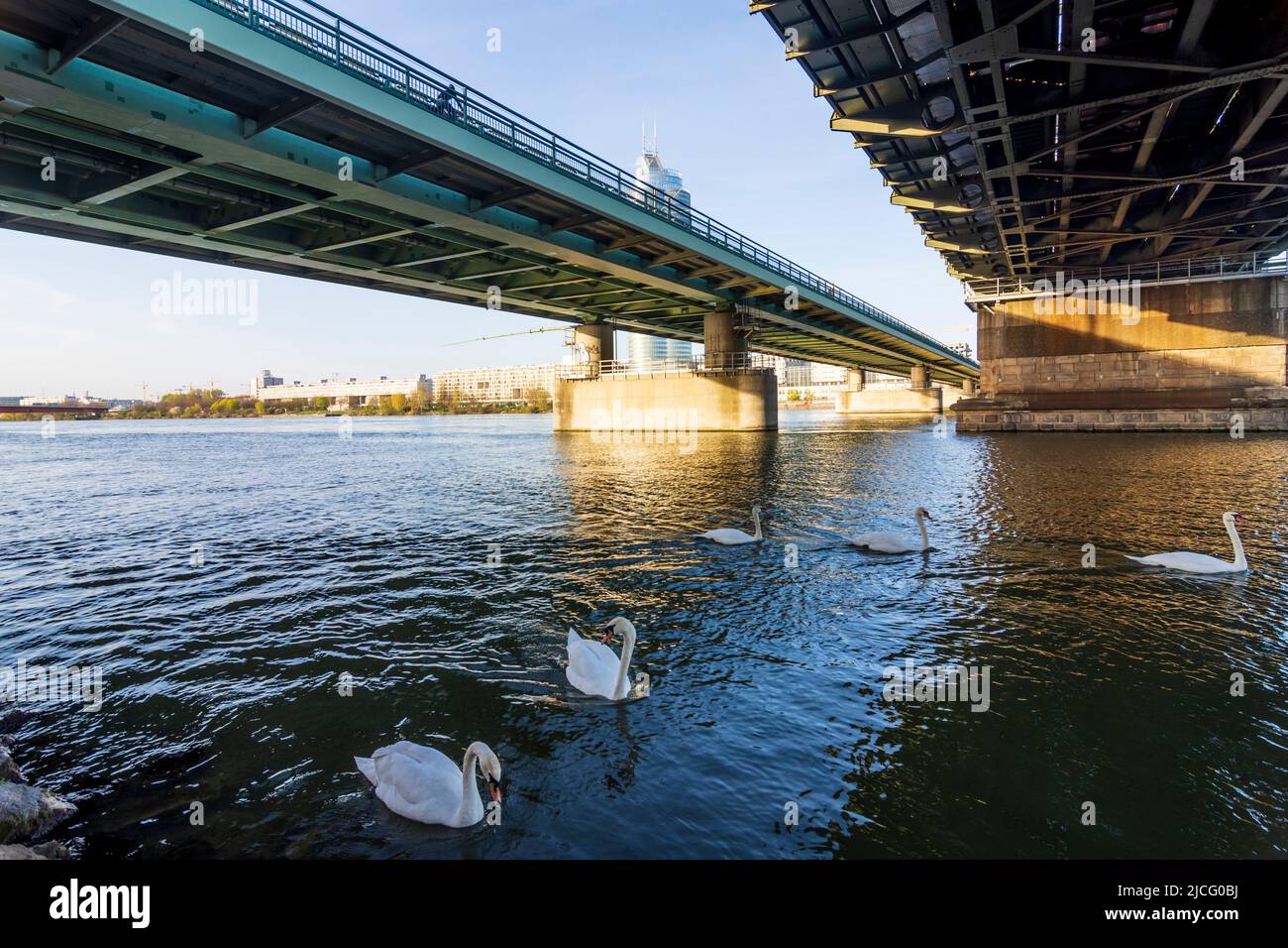 Vienna, fiume Donau (Danubio), ponti Nordbahnbrücke e Georg-Danzer-Steg, cigni muti (Cygnus olor) nel 20. Distretto Brigittenau, Vienna, Austria Foto Stock