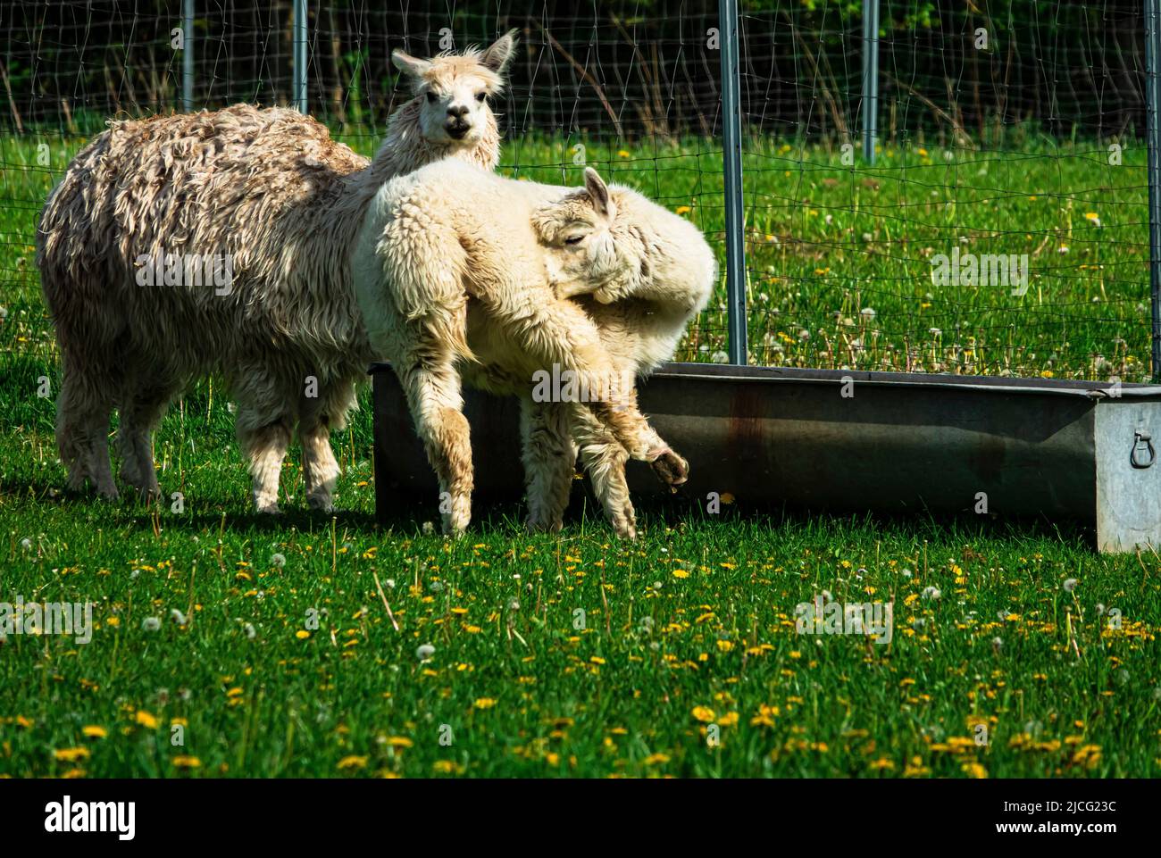 Alpaca, Schmilau Foto Stock