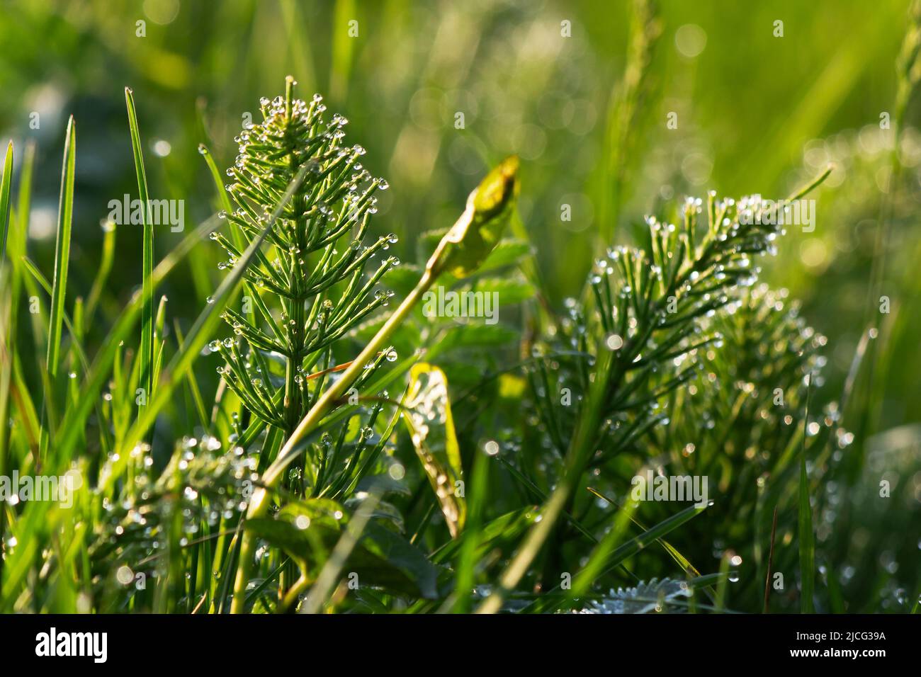 gocce di rugiada sull'erba in giardino. ambiente verde closeup. piante umide all'aperto. mattina fresco sfondo natura Foto Stock